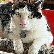 Fatty Cakes is registered to the contest to win money with this photo: animal, black_and_white, bookshelf, cat, closeup, collar, couch, cozy, ears, feline, fur, green_eyes, home, indoor, lounging, pet, portrait, sitting, tag, whiskers