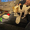 Bella is registered to the contest to win money with this photo: blanket, carpet, clothing, container, couch, curtain, dog, face, floor, flower_basket, hand, living_room, person, pet, pillow, plate, remote_control, sitting, sock, table