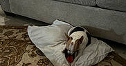 Bella is registered to the contest to win money with this photo: animal, brown, chewing, comfort, couch, cozy, dog, domestic, fabric, home, indoor, living_room, patterned_rug, pet, pillow, resting, rug, small_dog, toy, white
