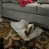 animal, brown, chewing, comfort, couch, cozy, dog, domestic, fabric, home, indoor, living_room, patterned_rug, pet, pillow, resting, rug, small_dog, toy, white