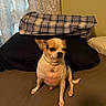 animal, bed, brown, canine, chihuahua, companion, curtain, cute, dog, domestic_animal, expression, fur, indoor, looking_away, pet, pillow, resting, sitting, small_dog, white