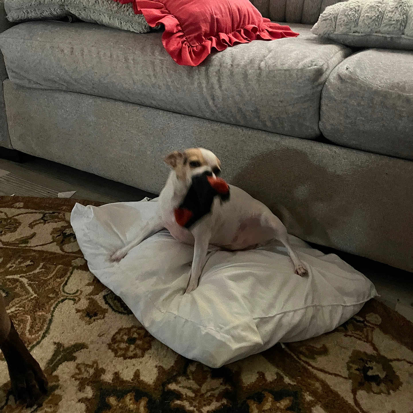 Bella is registered to the contest to win money with this photo: animal, beige, carpet, comfort, couch, cute, decor, dog, furniture, home, indoor, living_room, pet, pillow, playful, red_pillow, resting, rug, small_dog, toy