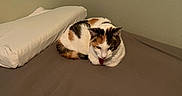 Miss Junior is registered to the contest to win money with this photo: animal, bed, brown, calico_cat, cat, corner, cozy, domestic, feline, fur, indoor, orange, pet, pillow, quiet, relaxed, resting, sleepy, wall, white