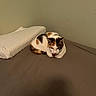 animal, bed, brown, calico_cat, cat, corner, cozy, domestic, feline, fur, indoor, orange, pet, pillow, quiet, relaxed, resting, sleepy, wall, white