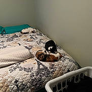 Miss Junior is registered to the contest to win money with this photo: animal, bed, black_and_white_cat, blanket, calico_cat, calm, cat, cozy, curtain, feline, furniture, home, indoor, laundry_basket, patterned, pillow, quilt, resting, sleeping, wall