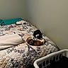 animal, bed, black_and_white_cat, blanket, calico_cat, calm, cat, cozy, curtain, feline, furniture, home, indoor, laundry_basket, patterned, pillow, quilt, resting, sleeping, wall