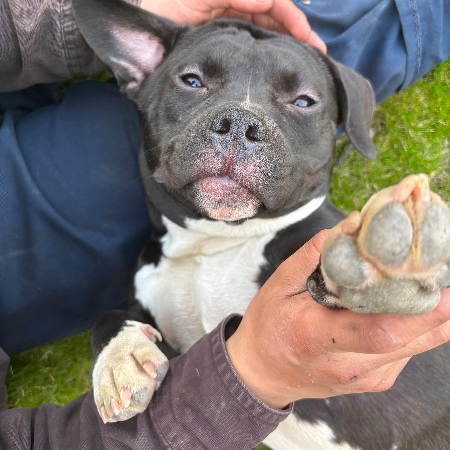 Zoey is registered to the contest to win money with this photo: animal, baby, bodypart, bostonbull, boxer, bulldog, canine, dog, finger, frenchbulldog, grass, hand, person, pet, pitbull, plant, puppy, snout