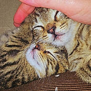 Naya a rejoint le concours — aidez-le/la à gagner de superbes lots ! cat, cats, kittens, tabby, sleeping, cuddling, pet, feline, animal, close_up, portrait, whiskers, striped_fur, closed_eyes, human_hand, petting, blanket, cozy, indoor, text_overlay