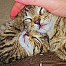 cat, cats, kittens, tabby, sleeping, cuddling, pet, feline, animal, close_up, portrait, whiskers, striped_fur, closed_eyes, human_hand, petting, blanket, cozy, indoor, text_overlay