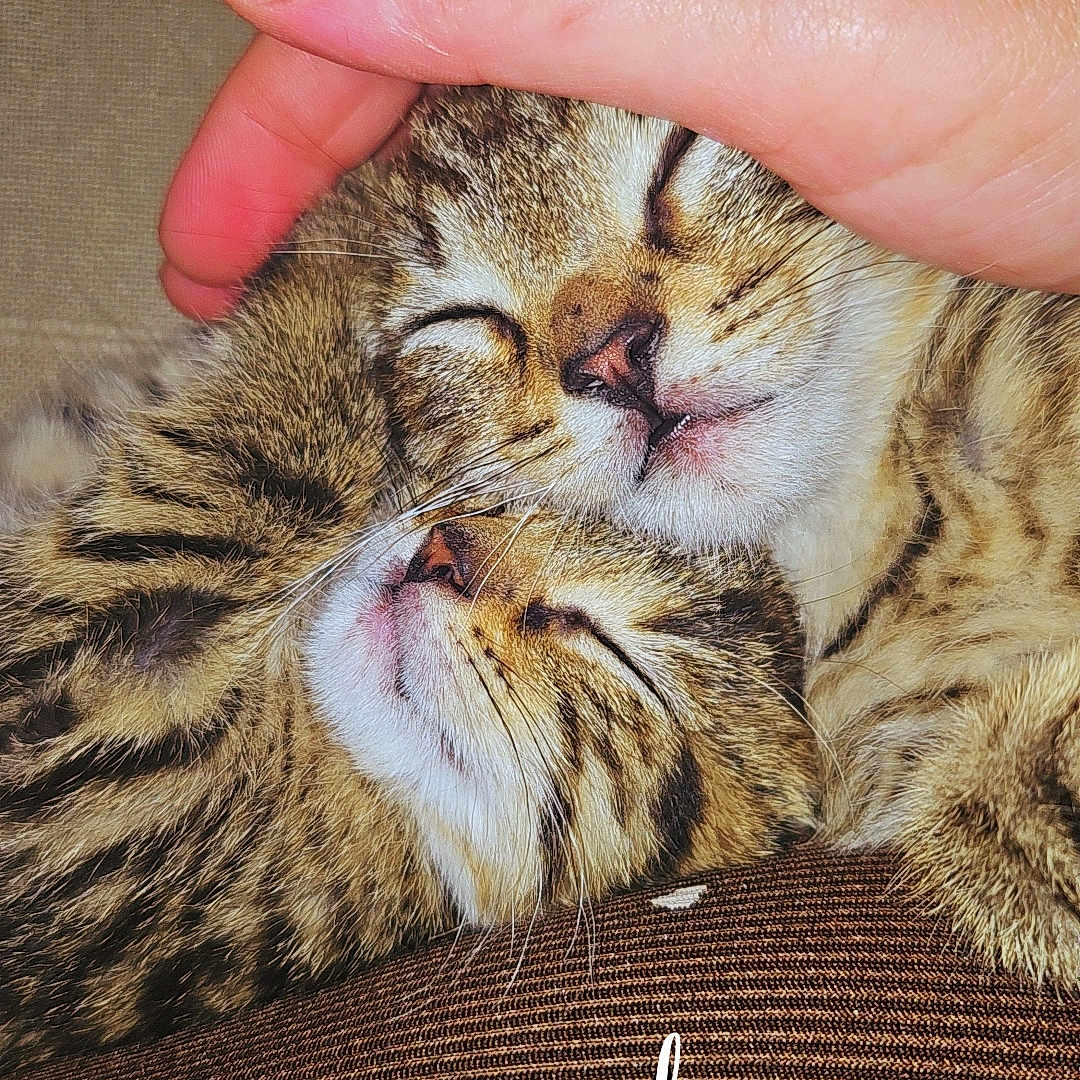 Naya a rejoint le concours — aidez-le/la à gagner de superbes lots ! cat, cats, kittens, tabby, sleeping, cuddling, pet, feline, animal, close_up, portrait, whiskers, striped_fur, closed_eyes, human_hand, petting, blanket, cozy, indoor, text_overlay