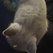 Astrale participe au concours pour gagner de l'argent avec cette photo : cat, gray_cat, sleeping, curled_up, fur, pet, animal, resting, cozy, blanket, fabric, striped, colorful, soft, domestic_cat, cute, feline, indoors, relaxed, comfort