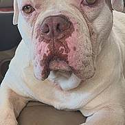 Stoney Stone joined the competition — help win amazing prizes! dog, white_dog, brown_patch, close_up, pet, animal, canine, face, nose, ears, eyes, paw, fur, lying_down, indoor, car_seat, leather, relaxed, portrait, mammal