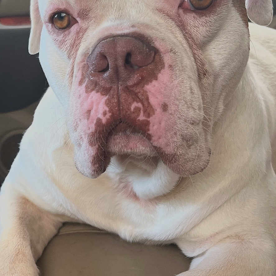 Stoney Stone joined the competition — help win amazing prizes! animal, brown_patch, canine, car_seat, close_up, dog, ears, eyes, face, fur, indoor, leather, lying_down, mammal, nose, paw, pet, portrait, relaxed, white_dog