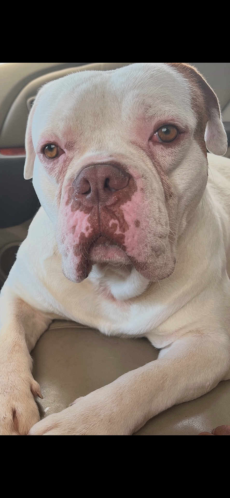 Stoney Stone joined the competition — help win amazing prizes! dog, white_dog, brown_patch, close_up, pet, animal, canine, face, nose, ears, eyes, paw, fur, lying_down, indoor, car_seat, leather, relaxed, portrait, mammal