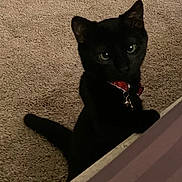 Roo joined the competition — help win amazing prizes! black_cat, cat, pet, collar, indoor, carpet, curious, animal, feline, tail, eyes, domestic_cat, looking_up, close_up, whiskers, cute, playful, alert, house_pet, mammal