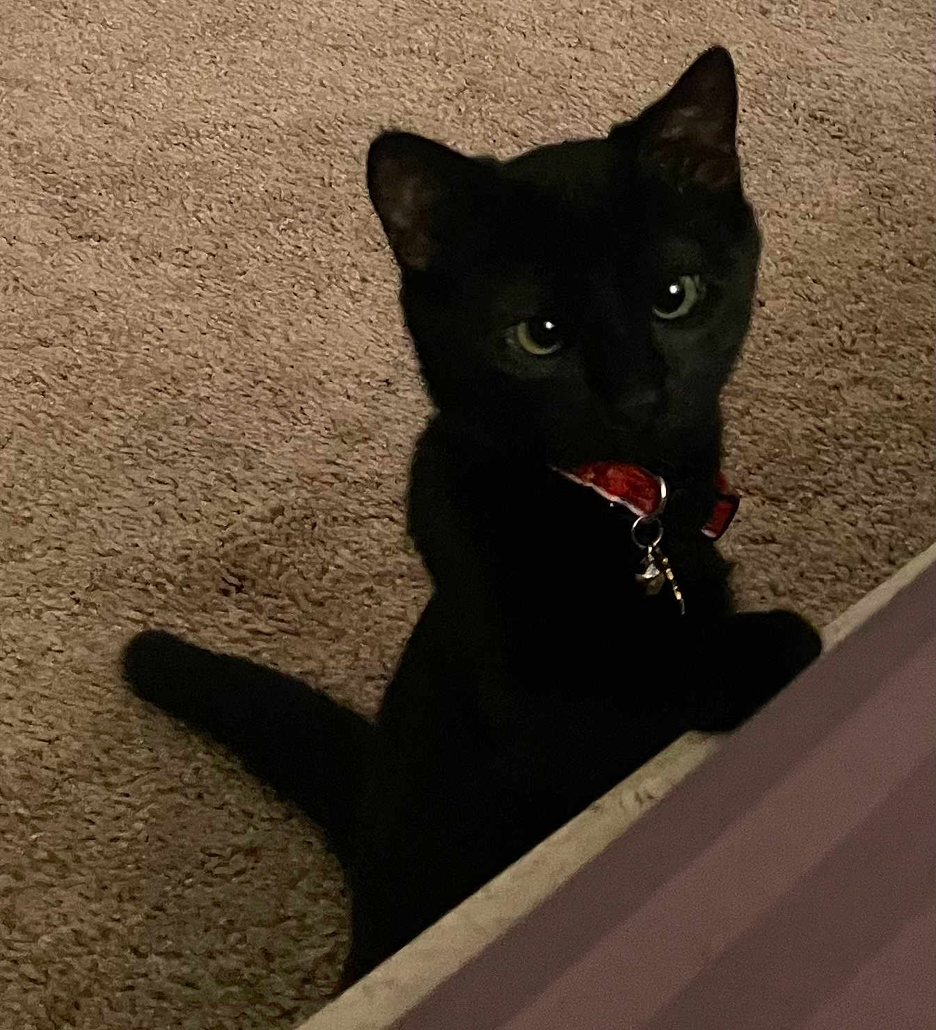 Roo