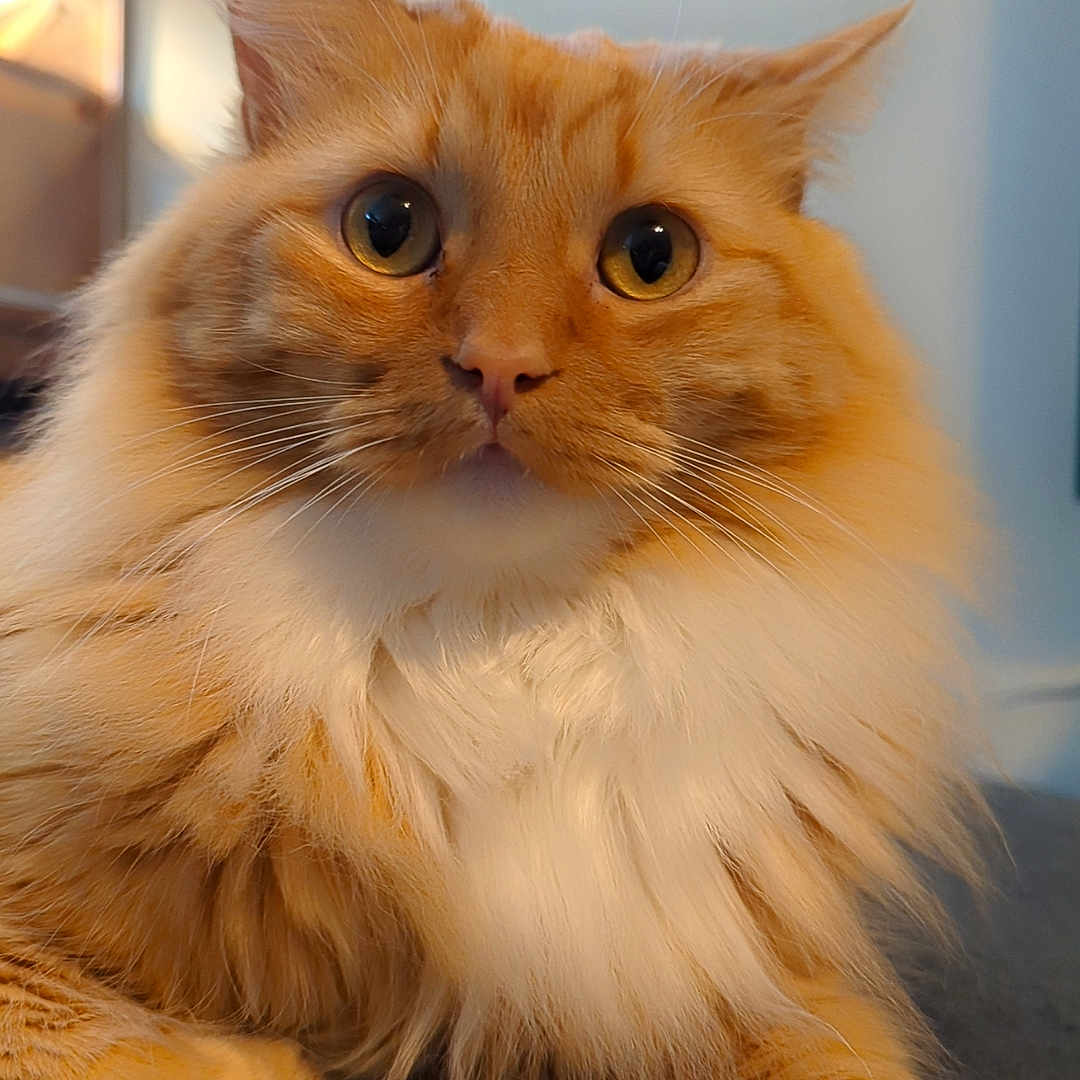 Thor is registered to the contest to win money with this photo: abyssinian, angora, animal, cat, hardwood, kitten, manx, pet, plywood, siamese, wood