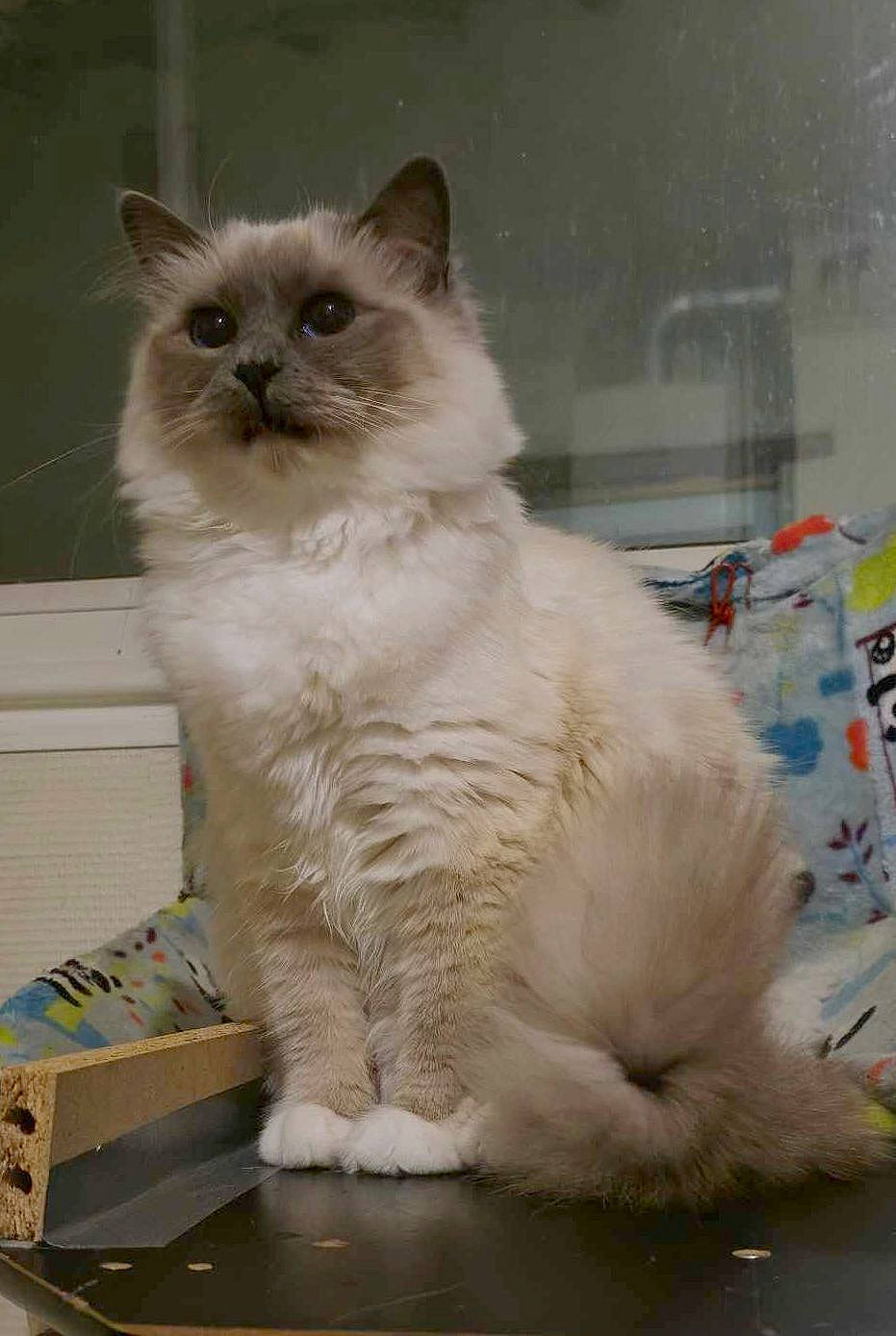 Umiya a rejoint le concours — aidez-le/la à gagner de superbes lots ! birman, box, british_longhair, carnivore, carton, cat, claw, fawn, felidae, fur, iris, ragdoll, shipping_box, sitting, small_to_medium_sized_cats, snout, tail, terrestrial_animal, whiskers, window