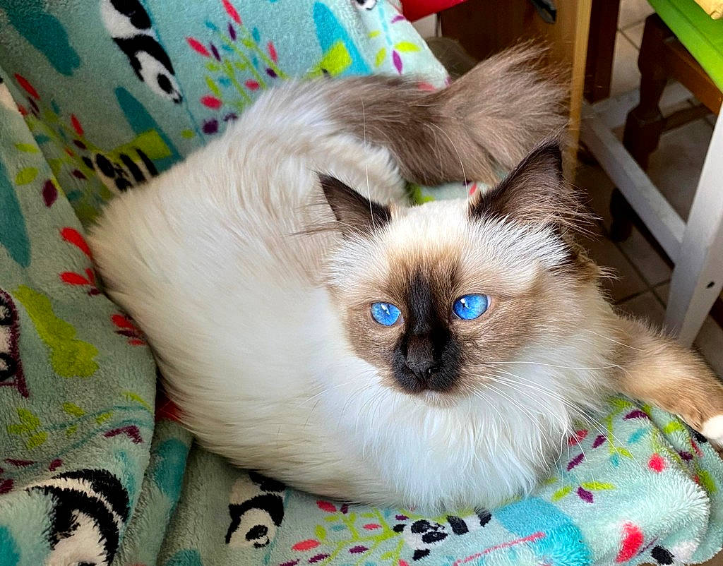 Serise a rejoint le concours — aidez-le/la à gagner de superbes lots ! balinese, birman, carnivore, cat, fawn, felidae, fur, green, iris, linens, pattern, siamese, small_to_medium_sized_cats, snout, thai, tonkinese, whiskers