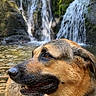 dog, german_shepherd, waterfall, river, stream, nature, outdoor, wet_fur, animal, forest, rocks, water, collar, harness, canine, mammal, landscape, scenic, daylight, portrait