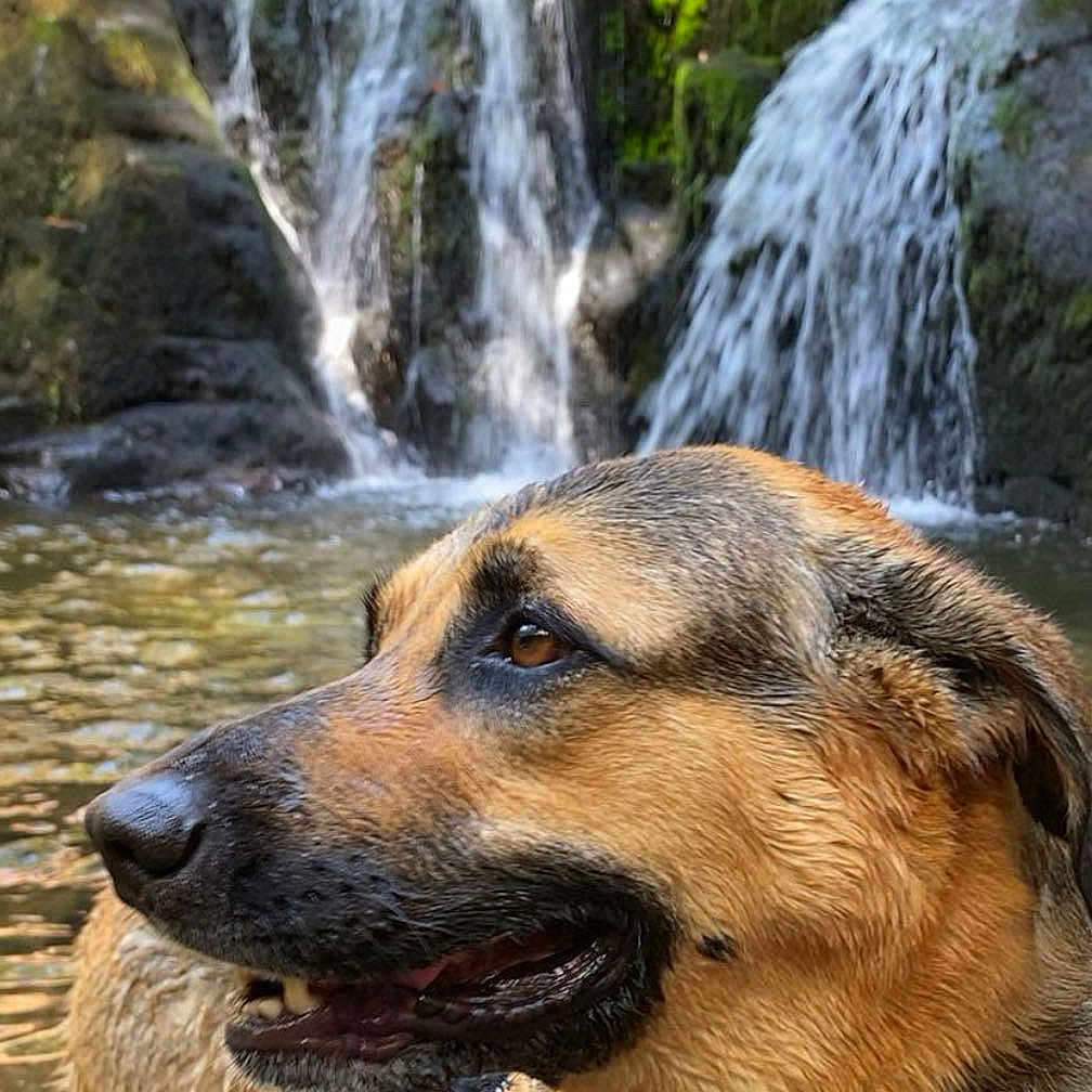 Siska a rejoint le concours — aidez-le/la à gagner de superbes lots ! dog, german_shepherd, waterfall, river, stream, nature, outdoor, wet_fur, animal, forest, rocks, water, collar, harness, canine, mammal, landscape, scenic, daylight, portrait
