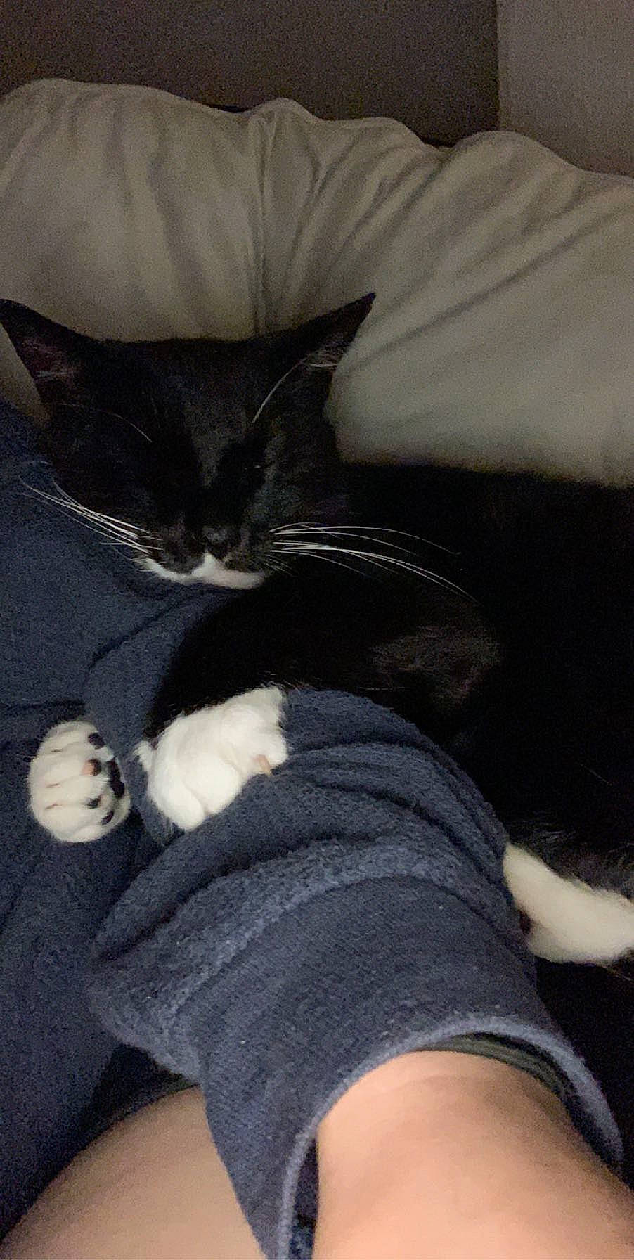 Dwight is registered to the contest to win money with this photo: asian, black_cat, carnivore, cat, claw, domestic_short_haired_cat, felidae, fur, kitten, leg, polydactyl_cat, small_to_medium_sized_cats, tail, whiskers