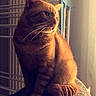 Sheeran a rejoint le concours — aidez-le/la à gagner de superbes lots ! cat, orange_cat, feline, pet, animal, portrait, sitting, whiskers, fur, ears, eyes, sunlight, sunbeam, indoor, cozy, window, fabric, warm_lighting, vertical_photo, cute