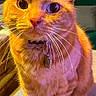 cat, orange_cat, pet, animal, feline, portrait, closeup, sitting, collar, whiskers, ears, eyes, fur, striped_fur, indoors, home, colorful, warm_lighting, front_view, cute