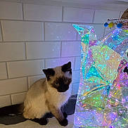 Romeo joined the competition — help win amazing prizes! cat, siamese_cat, kitten, pet, indoor, countertop, white_tiles, decor, light_reflection, colorful, translucent, sculpture, iridescent, curious, feline, animal, small, sitting, marble_surface, shadow