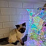 cat, siamese_cat, kitten, pet, indoor, countertop, white_tiles, decor, light_reflection, colorful, translucent, sculpture, iridescent, curious, feline, animal, small, sitting, marble_surface, shadow