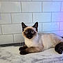 Romeo is registered to the contest to win money with this photo: cat, siamese_cat, kitten, blue_eyes, marble_countertop, white_tiles, indoor, pet, animal, fur, whiskers, curious, relaxed, laying_down, clean, background, ears, paws, face, domestic_animal