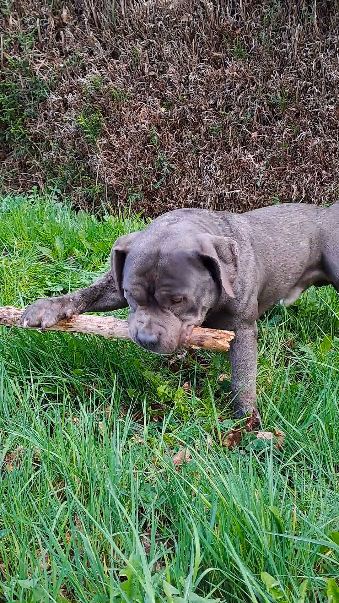 Dipsi participe au concours pour gagner de l'argent avec cette photo : canidae, carnivore, companion_dog, dog, dog_breed, dog_collar, fawn, grass, groundcover, gun_dog, hunting_dog, liver, plant, pointing_breed, sporting_group, terrestrial_animal, treeing_tennessee_brindle, vertebrate, working_animal, wrinkle