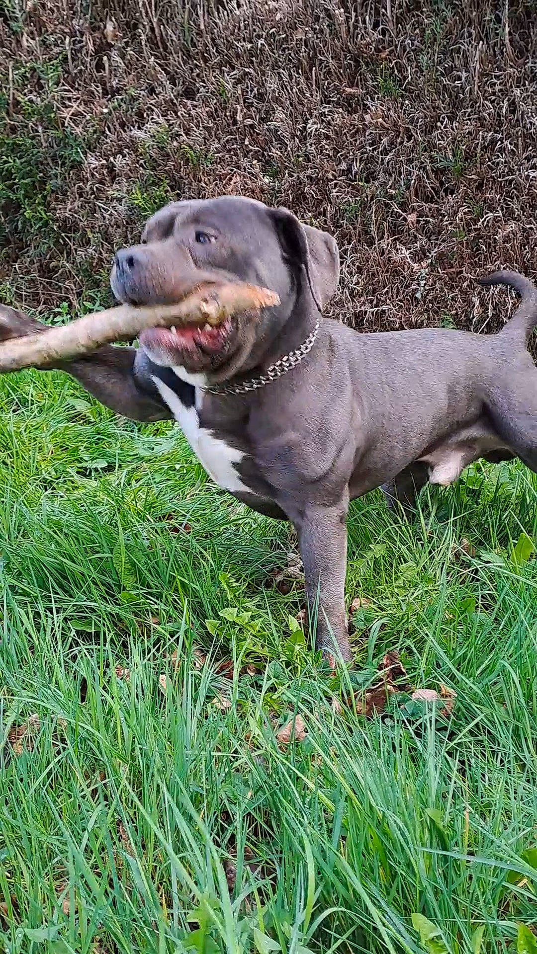 Dipsi a rejoint le concours — aidez-le/la à gagner de superbes lots ! borador, canidae, carnivore, collar, companion_dog, dog, dog_breed, dog_collar, fawn, grass, gun_dog, liver, plant, pointing_breed, snout, sporting_group, tail, terrestrial_animal, whiskers, working_animal