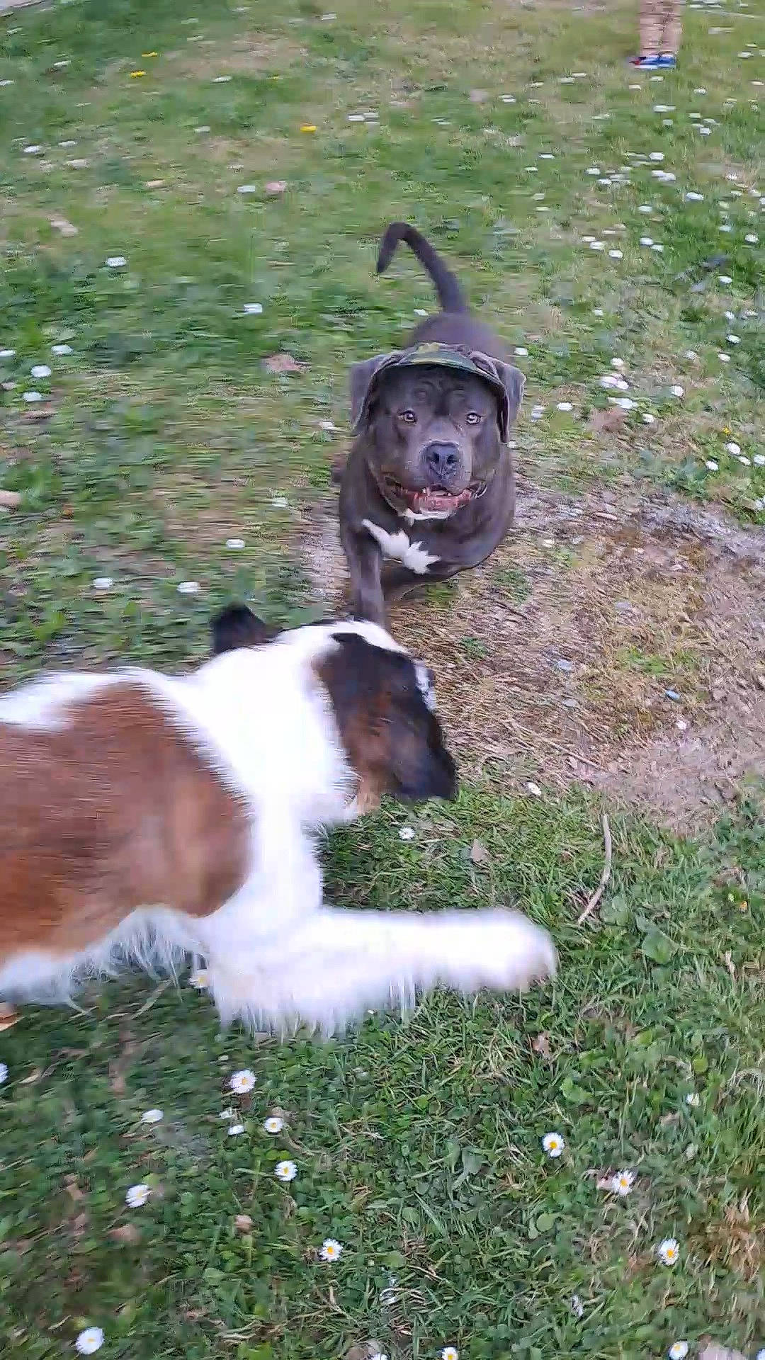 Dipsi participe au concours pour gagner de l'argent avec cette photo : canidae, carnivore, companion_dog, dog, dog_breed, fawn, grass, hound, hunting_dog, liver, scent_hound, sporting_group, tail, terrestrial_animal, working_animal, working_dog