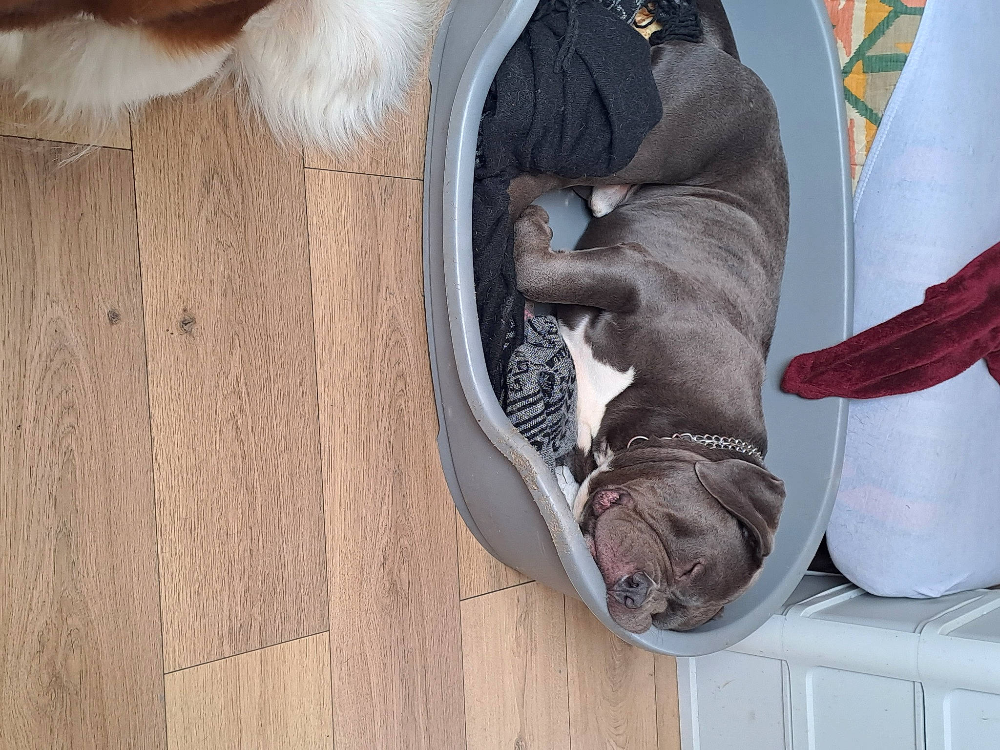 Dipsi participe au concours pour gagner de l'argent avec cette photo : athletic_shoe, carmine, carnivore, comfort, companion_dog, dog, fawn, feather, felidae, flooring, fur, grey, hardwood, human_leg, outdoor_shoe, sneakers, sporting_group, tail, walking_shoe, wood