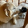 animal, black, brown, canine, curious, dog, domestic_animal, floor, friendship, furniture, golden_retriever, indoor, legs, pet, puppy, sniffing, table, white, wooden_floor, young_dog