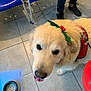 animal, blue_chair, boots, canine, close_up, companion, dog, dog_bowl, fur, holiday_theme, holly_headband, indoor, leash, looking_up, mat, person, pet_accessory, tile_floor, tongue_out, white_dog