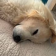 Obiwan participe au concours pour gagner de l'argent avec cette photo : animal, bed, canine, closeup, cozy, cute, dog, domestic, fluffy, fur, golden_retriever, indoors, mammal, nap, peaceful, pet, quilt, relaxation, resting, sleeping