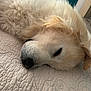 animal, bed, canine, closeup, cozy, cute, dog, domestic, fluffy, fur, golden_retriever, indoors, mammal, nap, peaceful, pet, quilt, relaxation, resting, sleeping