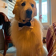 Obiwan Masson a rejoint le concours — aidez-le/la à gagner de superbes lots ! animal, bow_tie, brown, canine, chair, cute, decor, dog, domestic_animal, floor, fluffy, furniture, furry, household, indoor, pet, portrait, sitting, white, window