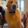 animal, bow_tie, brown, canine, chair, cute, decor, dog, domestic_animal, floor, fluffy, furniture, furry, household, indoor, pet, portrait, sitting, white, window