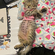 Gabriella joined the competition — help win amazing prizes! animal, blanket, cat, cozy, cute, domestic_cat, feline, fluffy, fur, indoor, kitten, patterned_blanket, paw, pink_sweater, relaxed, resting, sleeping, small, striped_fur, tabby