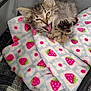 Gabriella is registered to the contest to win money with this photo: animal, blanket, cage, cat, closeup, cozy, cute, feline, fur, indoor, kitten, mesh, paw, pet, playful, resting, soft, strawberry_pattern, texture, young