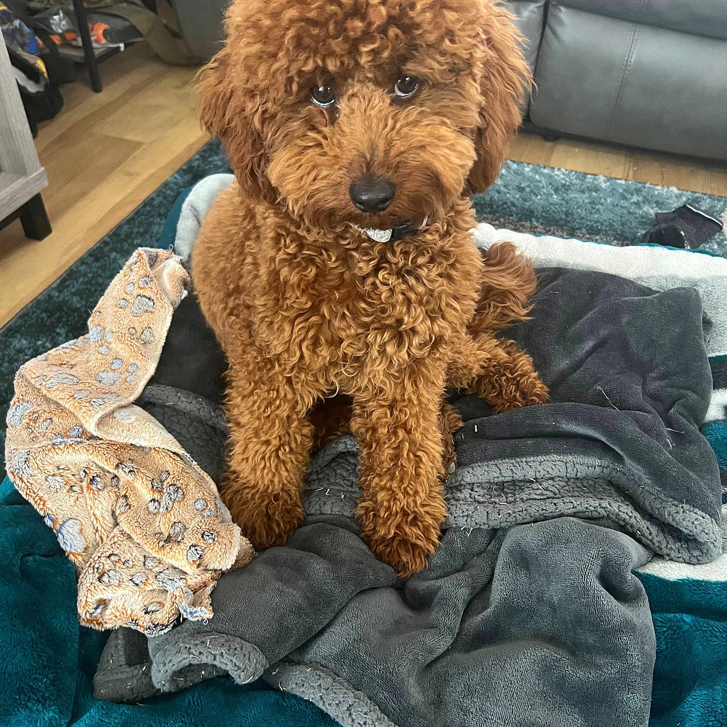 Sosa joined the competition — help win amazing prizes! animal, blanket, brown, carpet, companion, cozy, curly_fur, cute, dog, domestic, floor, fur, furniture, indoor, living_room, looking_up, pet, relaxed, sitting, throw