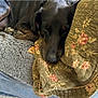 Diesel is registered to the contest to win money with this photo: dog, black_dog, sleeping, blanket, quilt, floral_pattern, cozy, indoor, pet, resting, fur, paw, nose, close_up, soft_texture, comfort, relaxation, couch, home, animal
