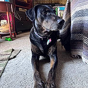 Diesel is registered to the contest to win money with this photo: dog, black_dog, brindle, pet, indoor, carpet, collar, chew_toy, furniture, blanket, living_room, side_view, resting, canine, domestic_animal, floor, home, looking_away, animal, cute
