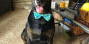 Diesel joined the competition — help win amazing prizes! dog, bowtie, black_dog, brown_dog, carpet, indoor, fireplace, furniture, table, basket, happy, tongue_out, pet, animal, living_room, smiling, sitting, cute, domestic_animal, collar