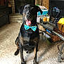 dog, bowtie, black_dog, brown_dog, carpet, indoor, fireplace, furniture, table, basket, happy, tongue_out, pet, animal, living_room, smiling, sitting, cute, domestic_animal, collar
