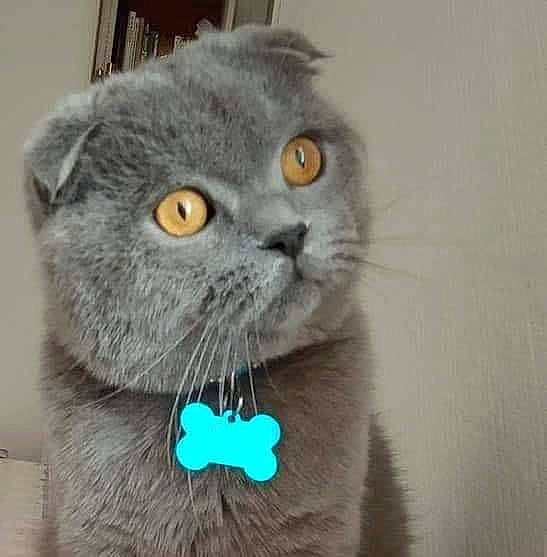 Oscar a rejoint le concours — aidez-le/la à gagner de superbes lots ! british_longhair, carnivore, cat, domestic_short_haired_cat, electric_blue, felidae, fur, grey, mammal, russian_blue, small_to_medium_sized_cats, snout, terrestrial_animal, vertebrate, whiskers