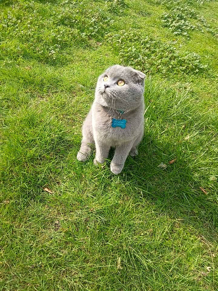 Oscar a rejoint le concours — aidez-le/la à gagner de superbes lots ! art, carnivore, cat, domestic_short_haired_cat, fawn, felidae, grass, grassland, groundcover, lawn, plant, shrub, small_to_medium_sized_cats, snout, soil, tail, terrestrial_animal, tree, whiskers, wildlife